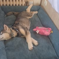 ABBA, chienne à adopter