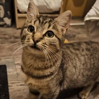TIWAZ, chat à adopter