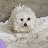 BRENDA, chienne à adopter