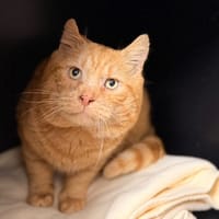 Rouroux CAB5046, chat à adopter