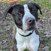 SUCRINE, chienne à adopter