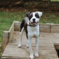 Slyde, chien à adopter