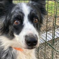 OHANA, chienne à adopter