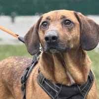 PLUTO, chien à adopter