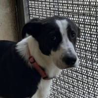 MILO, chien à adopter