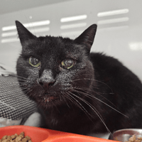 TITI, chat à adopter