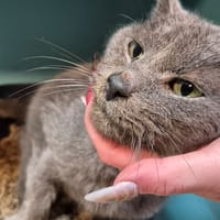 FELIZ att extraction, chat à adopter