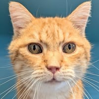 NAVIDAD, chat à adopter