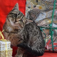 Mistigri, chat à adopter