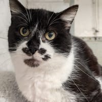 BOOMY, chatte à adopter