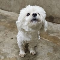 BRANDON, chien à adopter