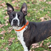 Tyna CAA14535, chienne à adopter