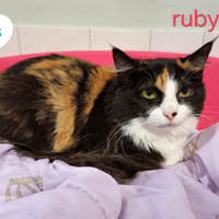 Ruby, chatte à adopter