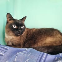 KALINE, chatte à adopter