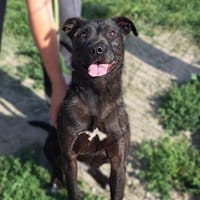 COOKIE, chienne à adopter