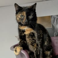 DIDOU, chatte à adopter