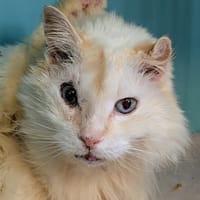 NEIGE, chatte à adopter