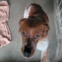 Pitchou, chien à adopter