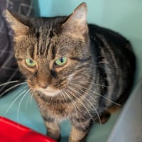 CHATAIGNE att bilan sanguin, chatte à adopter