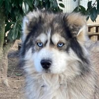 PAOLA, chienne à adopter