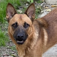 RANGER, chien à adopter