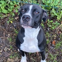 Lola CAA14539, chienne à adopter