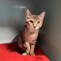 Appy, chatte à adopter