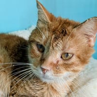 TOULKI recherche FR ou adoption, chat à adopter