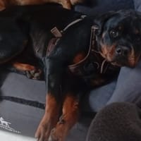 AWICKY, chienne à adopter