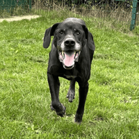 SUKLAA, chien à adopter