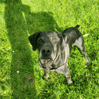 SUKLAA, chien à adopter