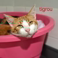 Tigrou, chat à adopter