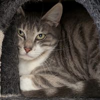 Arianna, chatte à adopter