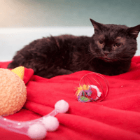 GAELLE, chatte à adopter