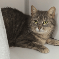 SOURIS, chatte à adopter