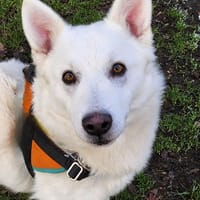 RIO 2, chien à adopter