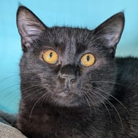 CLAFOUTIS, chat à adopter