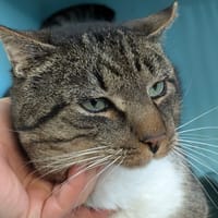 FOX, chat à adopter