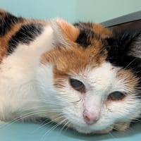 ZINNIA, chatte à adopter