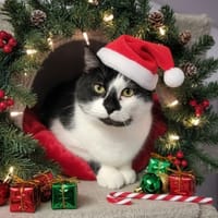 Minou, chat à adopter