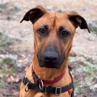 SIMBA, chien à adopter