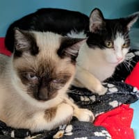 ARLO et ALADIN, chat à adopter