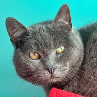 Mercedes, chatte à adopter