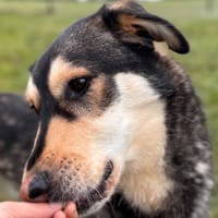 AMAROK, chien à adopter