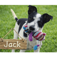 JACK, chien à adopter