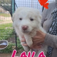 LAILA piccola dolce cagnolina da amare, cane femmina da adottare
