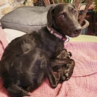 TANGO, chien à adopter