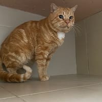 Boomer, chat à adopter