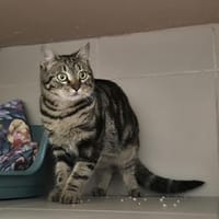 Jina, chatte à adopter