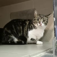 Kyra, chatte à adopter